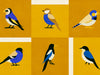 Coordonné Coco Davez Like A Bird - C00135