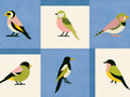 Coordonné Coco Davez Like A Bird - C00137