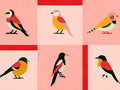 Coordonné Coco Davez Like A Bird - C00138