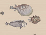 Cole & Son Fornasetti Senza Tempo Acquario - 114/16033