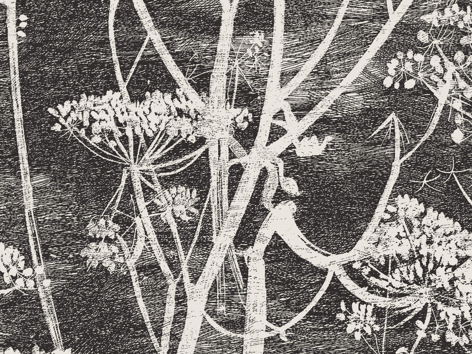 Cole & Son The Contemporary Collection Cow Parsley - 66/7046