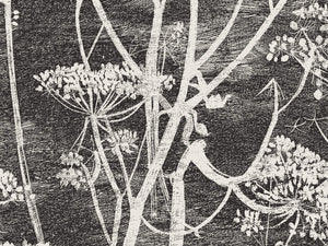 Cole & Son The Contemporary Collection Cow Parsley - 66/7046