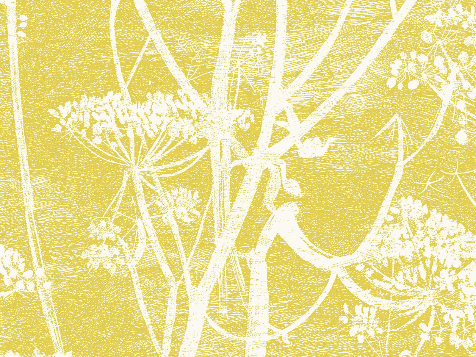Cole & Son The Contemporary Collection Cow Parsley - 66/7051