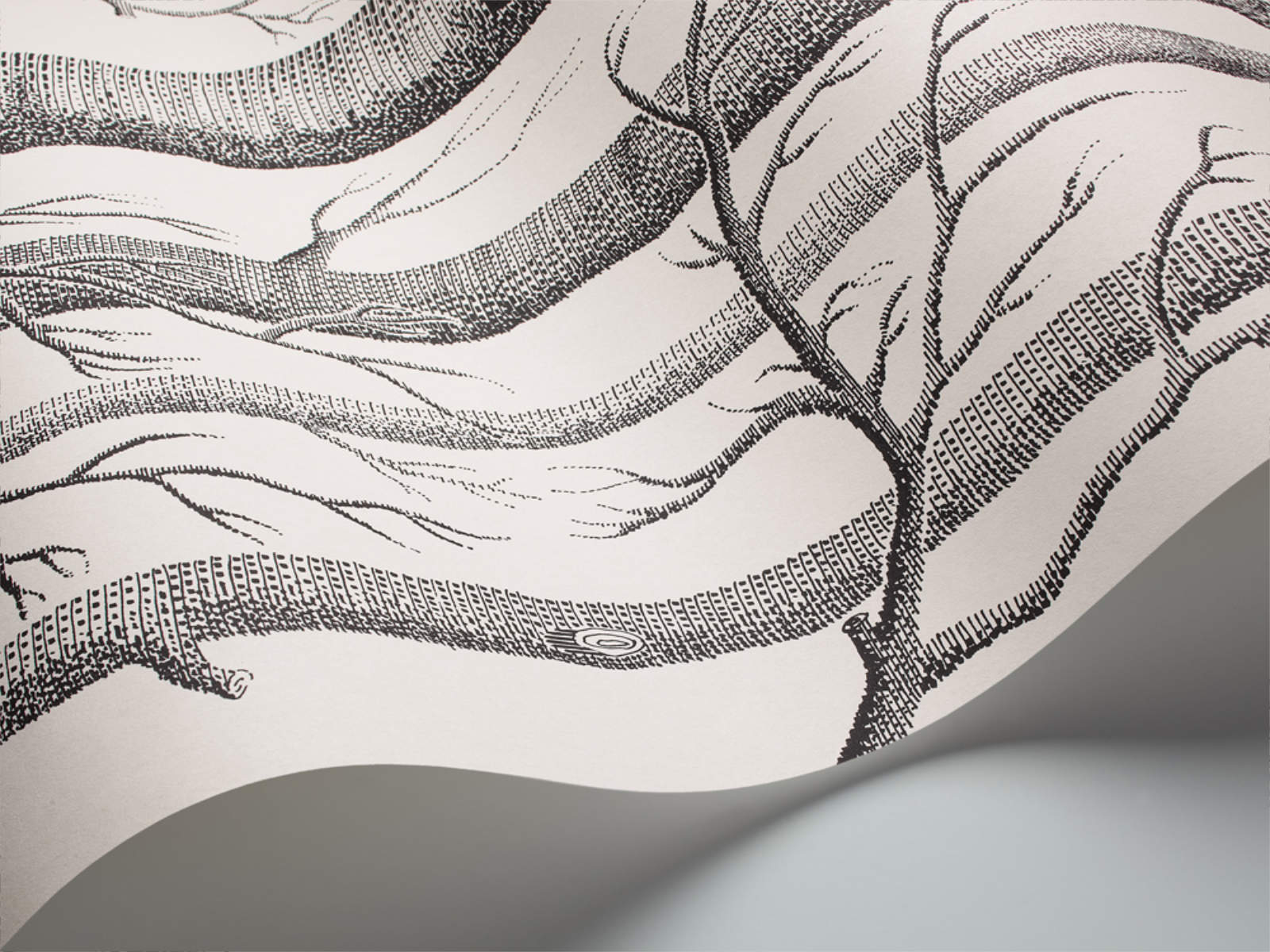 Cole & Son The Contemporary Collection Woods - 69/12147