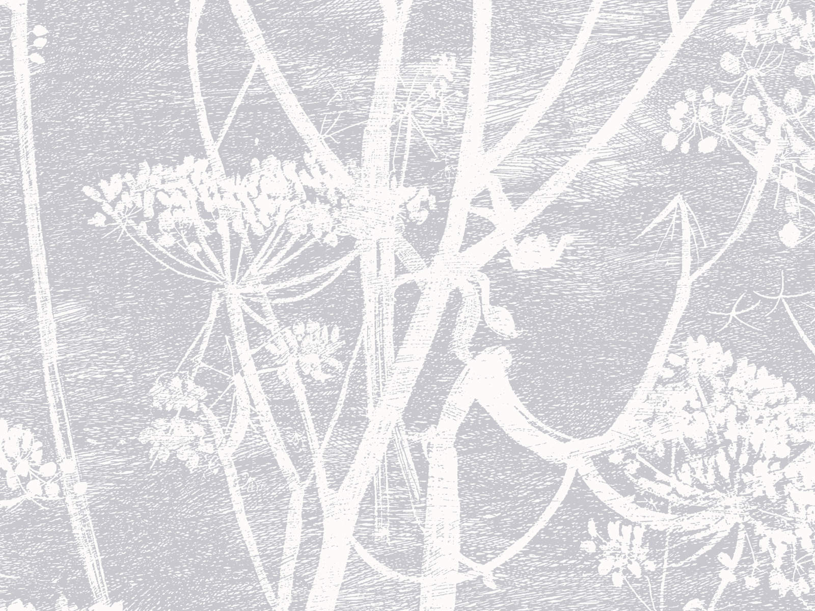 Cole & Son The Contemporary Collection Cow Parsley - 95/9049