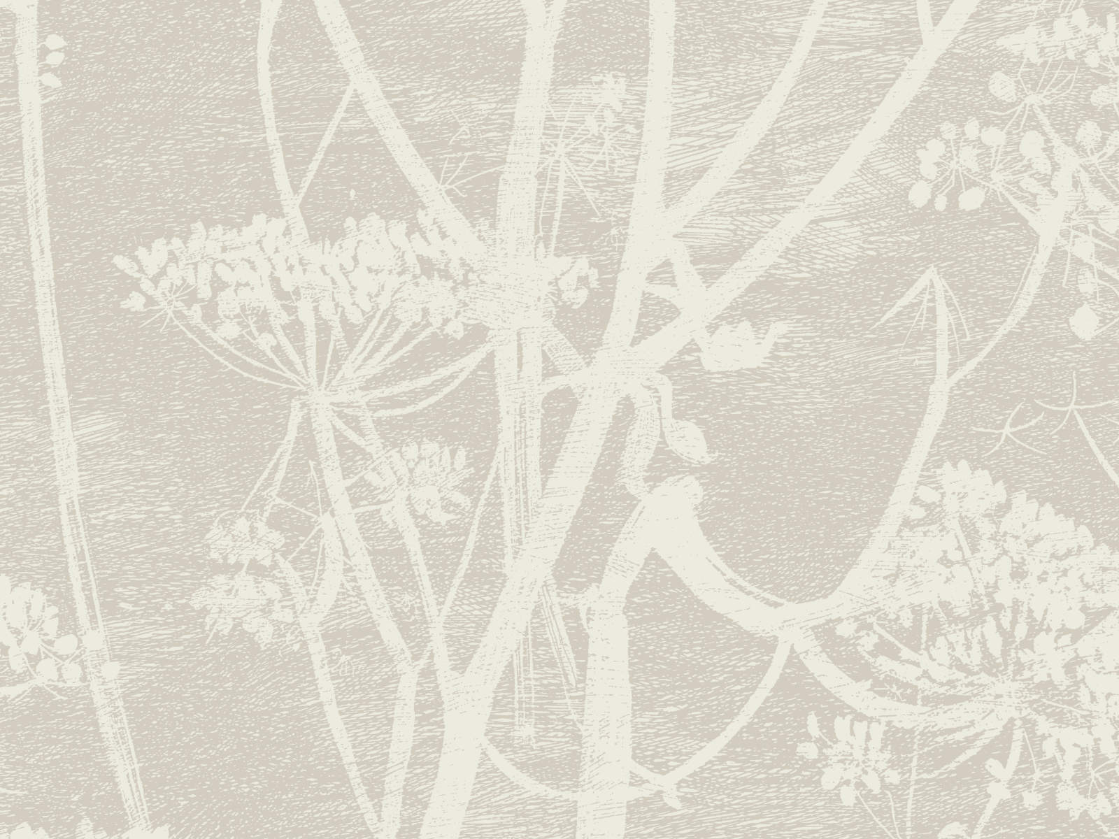 Cole & Son The Contemporary Collection Cow Parsley - 95/9051