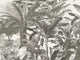 Eijffinger Skin - 300631