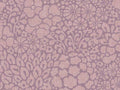 Eijffinger Groovy - 340555