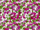 HookedOnWalls Enriquezland D'amour - 25508