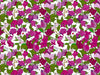 HookedOnWalls Enriquezland D'amour - 25508