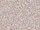 HookedOnWalls Academy Blumen - 25652