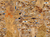 HookedOnWalls Academy Adele Metallic - 25680