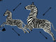 Hookedonwalls Scalamandré Zebras - 26002