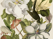 Mind The Gap The Florist Magnolia Taupe - WP20152