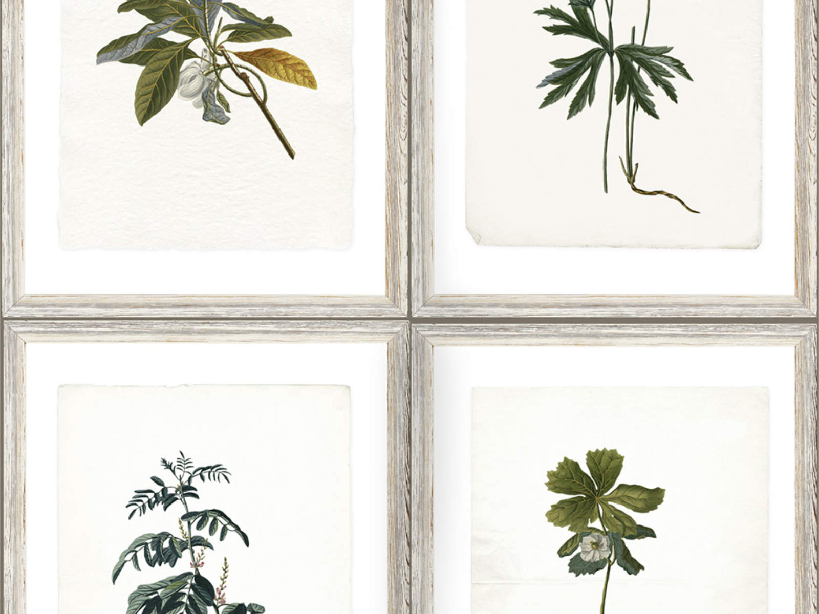 Mind The Gap The Antiquarian Botany - WP20153