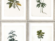Mind The Gap The Antiquarian Botany - WP20153