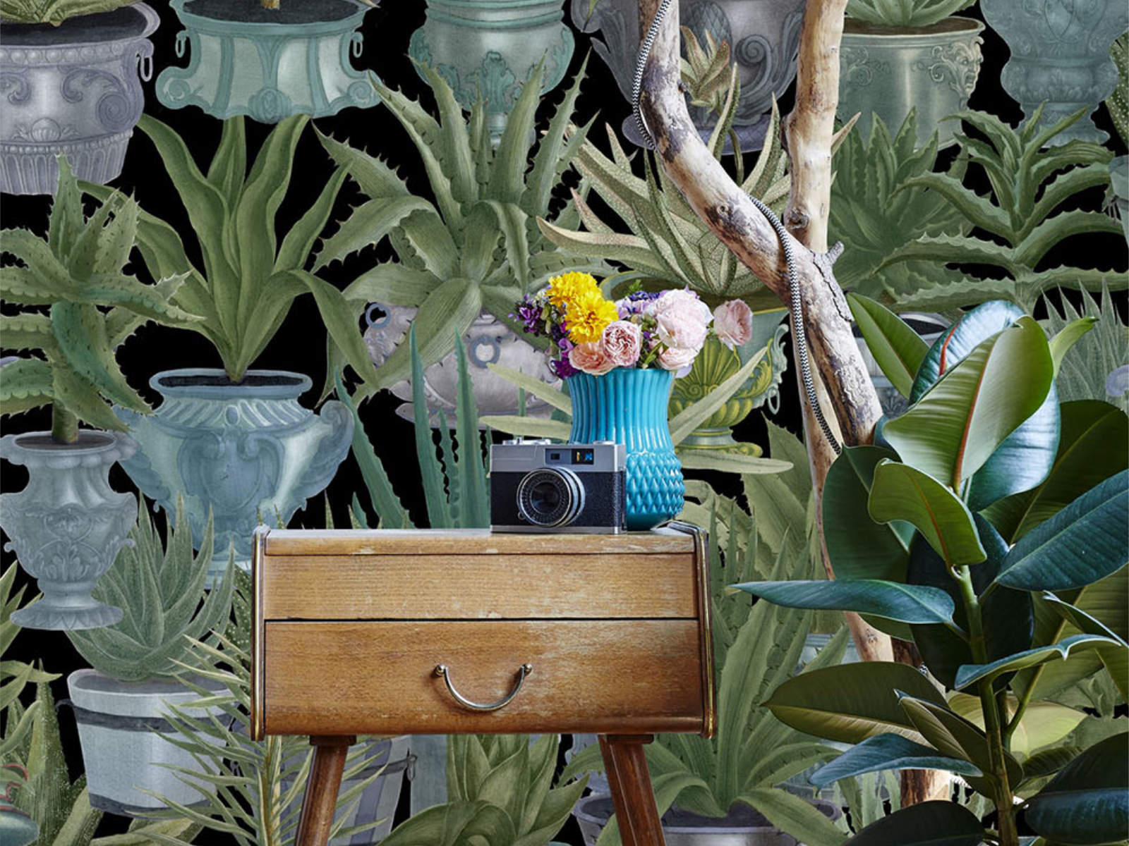 Mind The Gap The Rediscovered Paradise Echeveria - WP20163