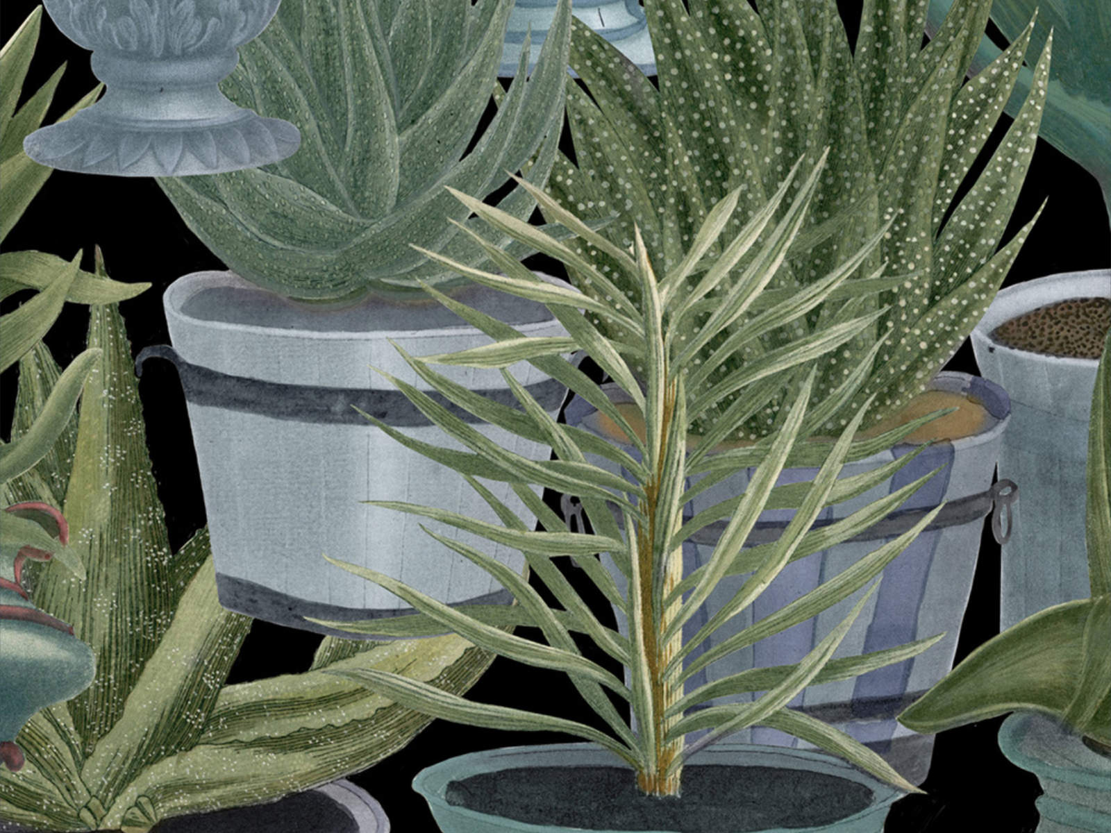 Mind The Gap The Rediscovered Paradise Echeveria - WP20163