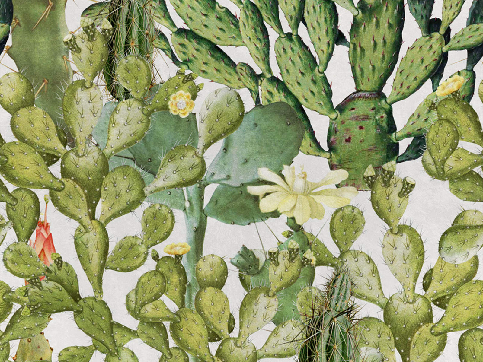 Mind The Gap The Rediscovered Paradise Opuntia - WP20166