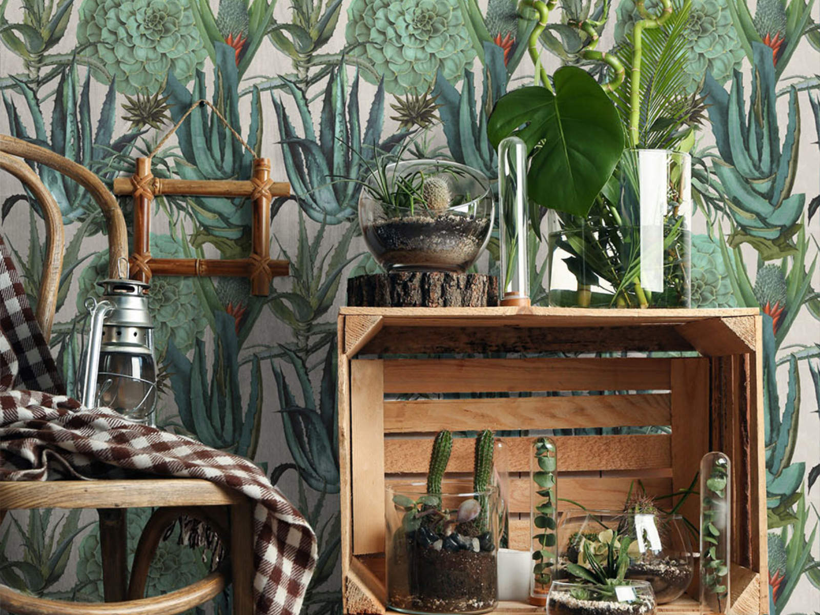 Mind The Gap The Rediscovered Paradise Succulentus - WP20168