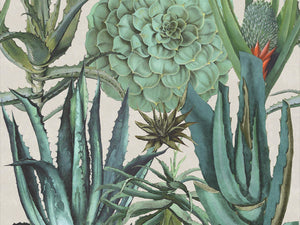 Mind The Gap The Rediscovered Paradise Succulentus - WP20168