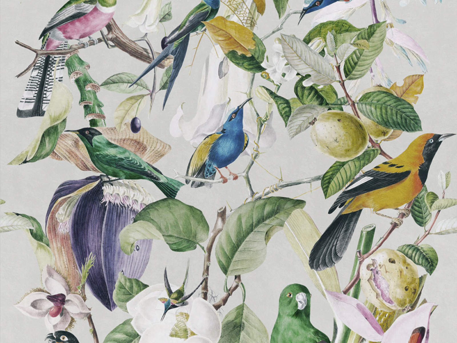 Mind The Gap The Rediscovered Paradise Tropical Birds - WP20172