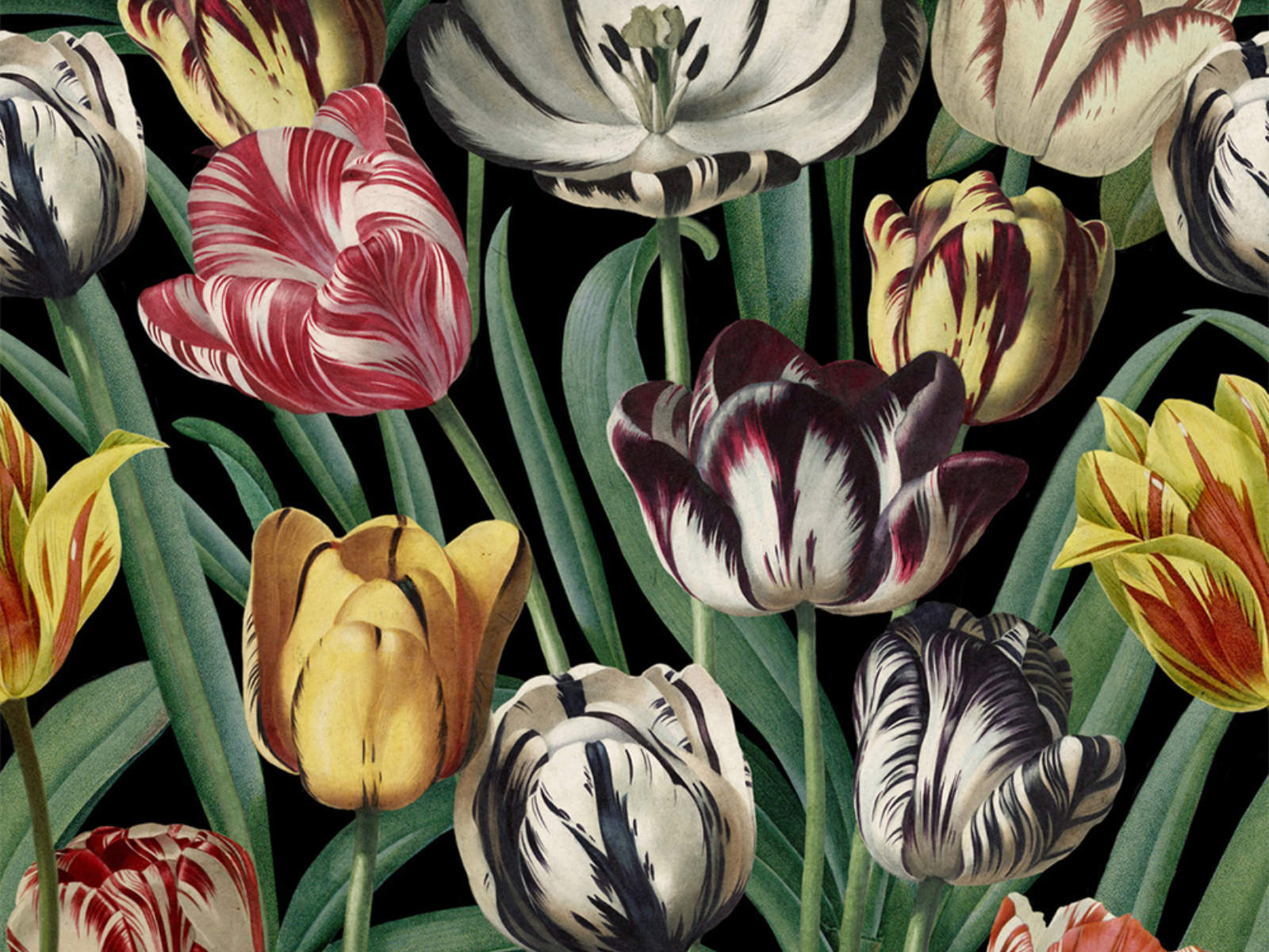 Mind The Gap The Florist Tulipa - WP20178