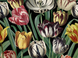 Mind The Gap The Florist Tulipa - WP20178