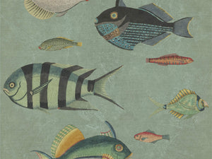 Mind The Gap Mediterraneo Poissons - WP20181