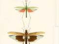 Mind The Gap The Antiquarian Entomology - WP20233