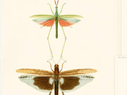 Mind The Gap The Antiquarian Entomology - WP20233