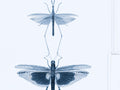 Mind The Gap The Antiquarian Entomology Blue - WP20235