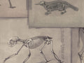 Mind The Gap The Antiquarian Zooarchaeology - WP20236