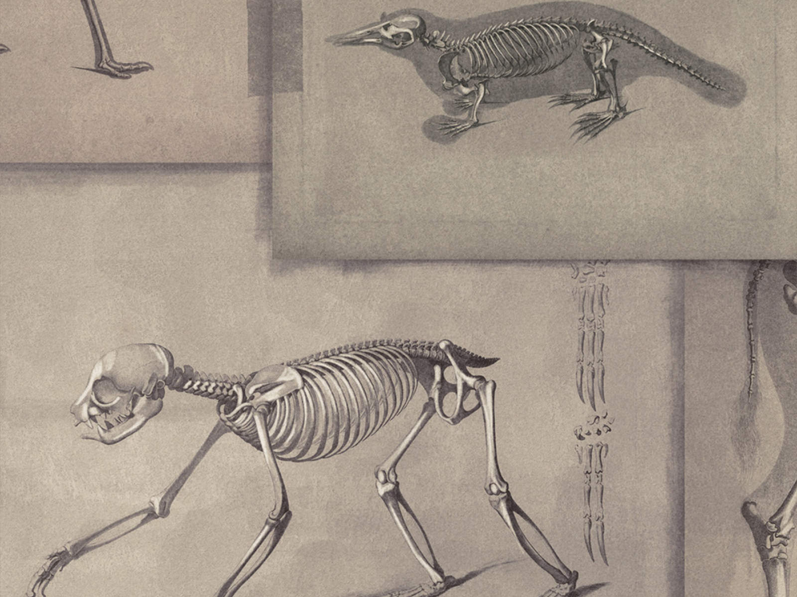 Mind The Gap The Antiquarian Zooarchaeology - WP20236