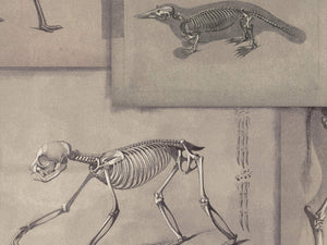 Mind The Gap The Antiquarian Zooarchaeology - WP20236