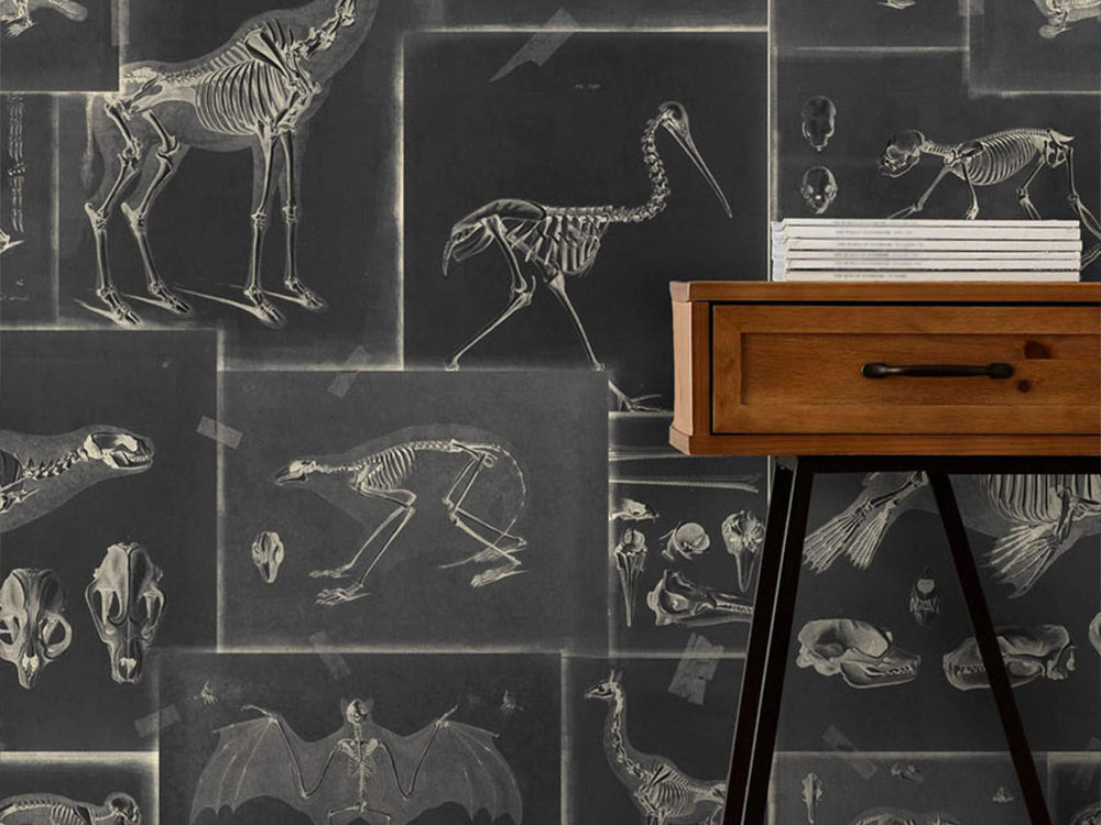 Mind The Gap The Antiquarian Zooarchaeology Anthracite - WP20237