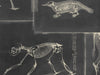 Mind The Gap The Antiquarian Zooarchaeology Anthracite - WP20237