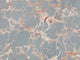Mind The Gap Impermanence Marbled - WP20340