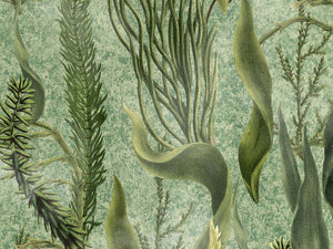 Mind The Gap The Wetlands Aquatic Plants - Wp20717
