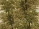 Mind The Gap Orient Express Branchy - WP20784