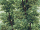 Mind The Gap Orient Express Branchy - WP20785