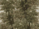 Mind The Gap Orient Express Branchy - WP20786