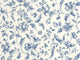 Caselio Blue Shades Pastelia - 107506110