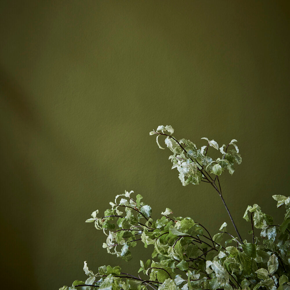 Little Greene Verf Citrine - 71
