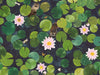 Little Greene In The Garden Lily Pads - Hopper