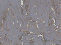 Greenland Natural Palette Cork - NQ8305
