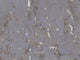 Greenland Natural Palette Cork - NQ8305