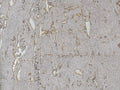 Greenland Natural Palette Cork - NQ8322