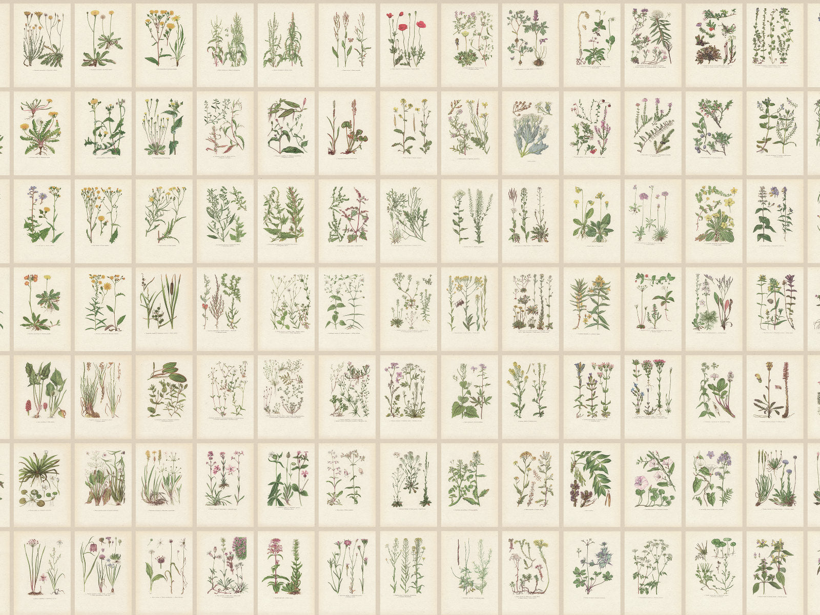 Sandberg Trädgården Botanica - S10508