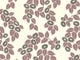 HookedOnWalls soft symmetry Bloom - 68680